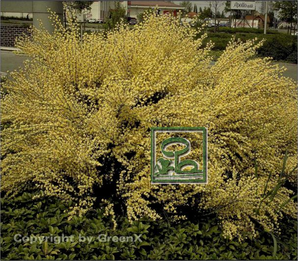 Cytisus x praecox Bund deutscher Baumschulen (BdB) e.V