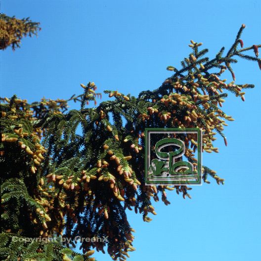 Picea orientalis Bund deutscher Baumschulen (BdB) e.V