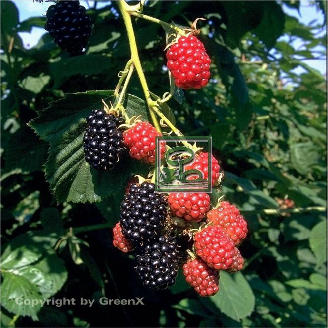 Rubus Fruticosus Black Satin With Berries Grows In August. Berlin - Foto 7